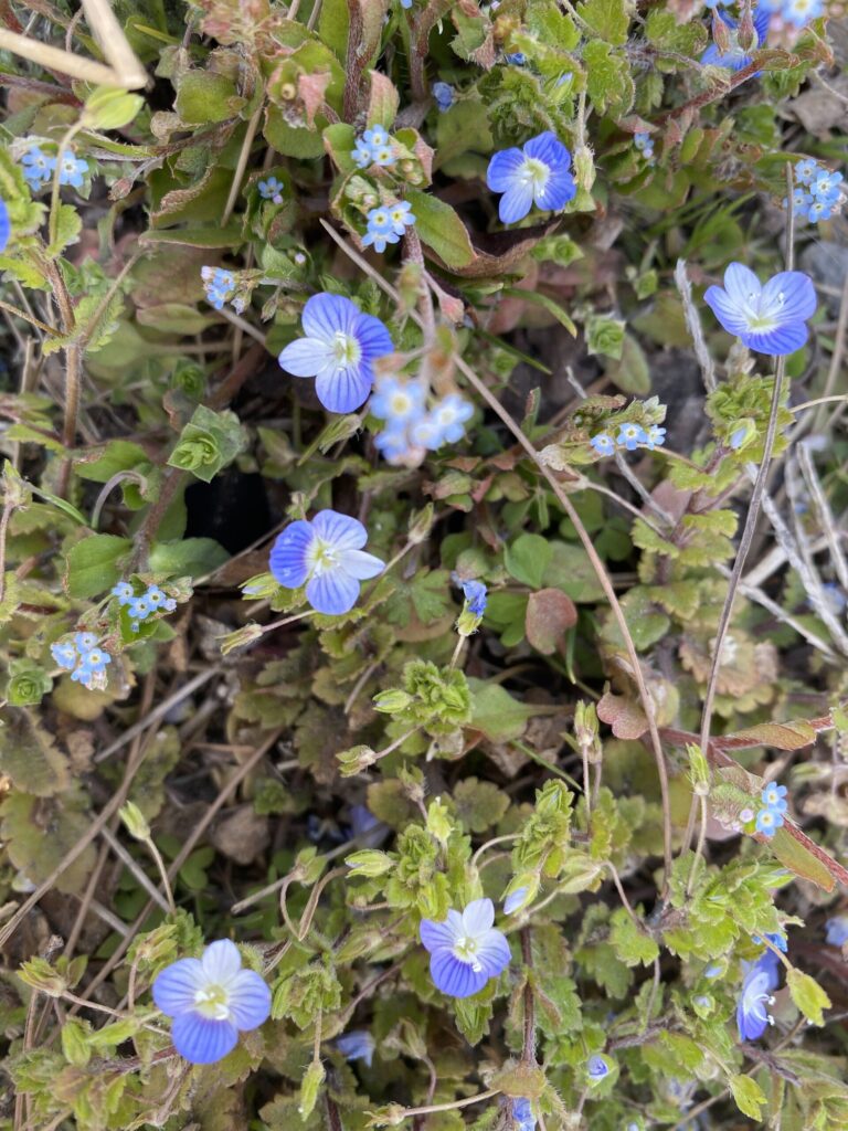 オオイヌフグリ