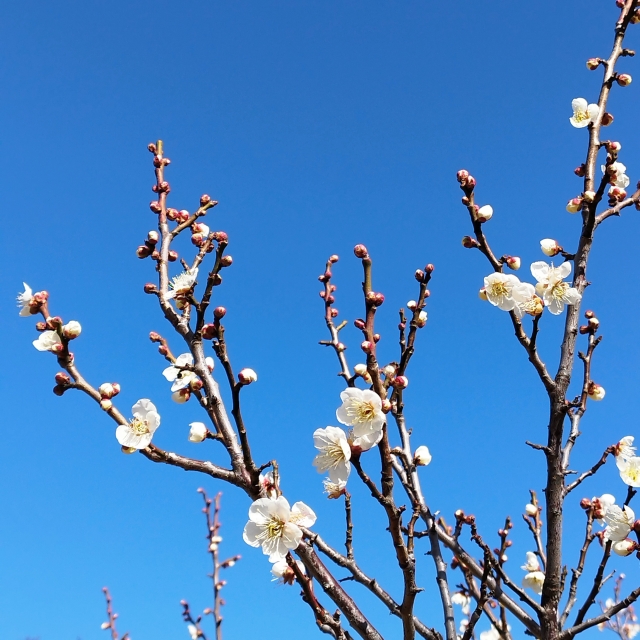 春は近くまで来ています。