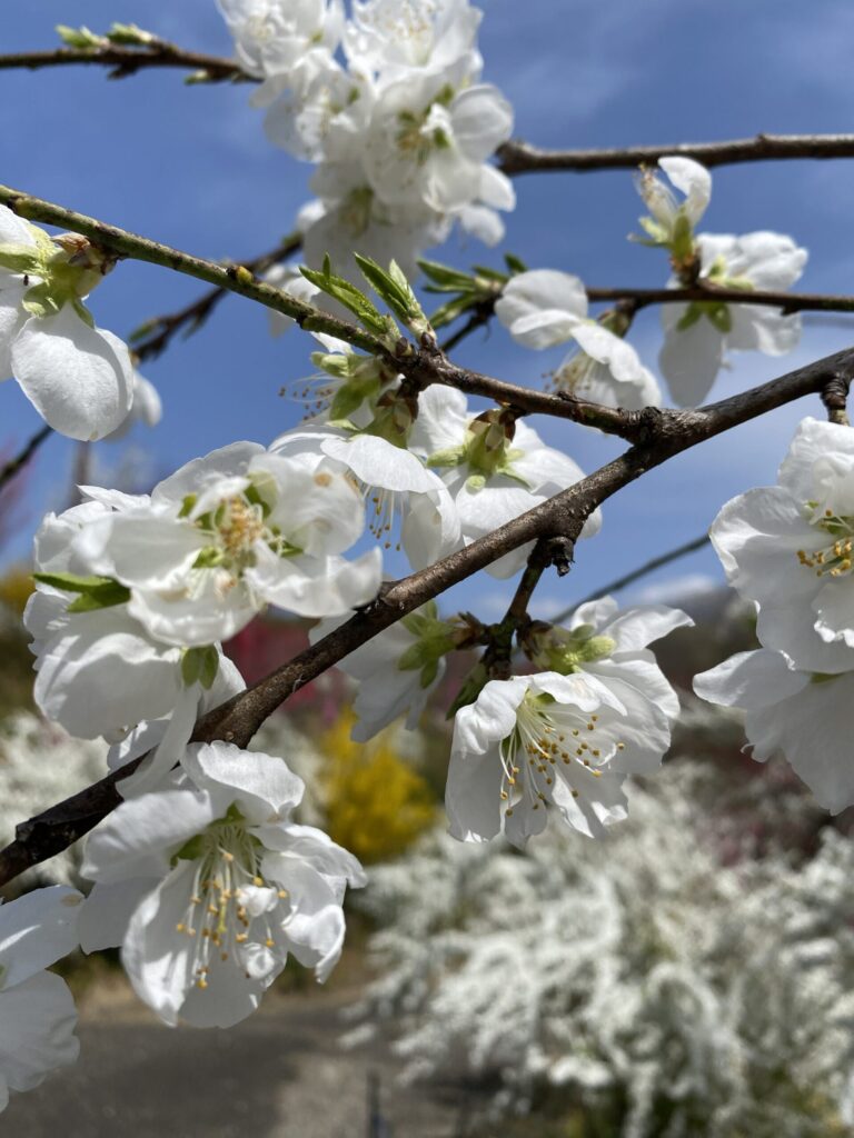 満開の梅